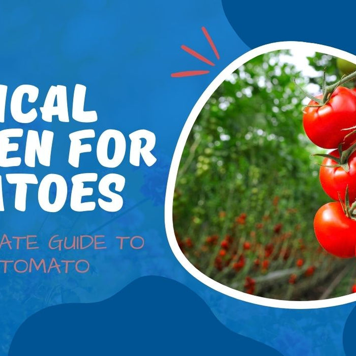 Vertical Garden For Tomatoes