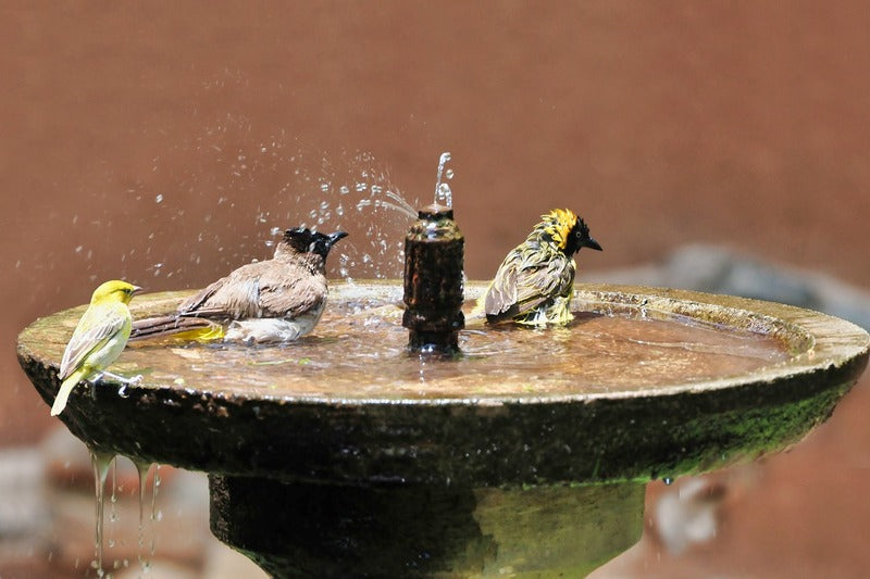 Bird Bath Guide