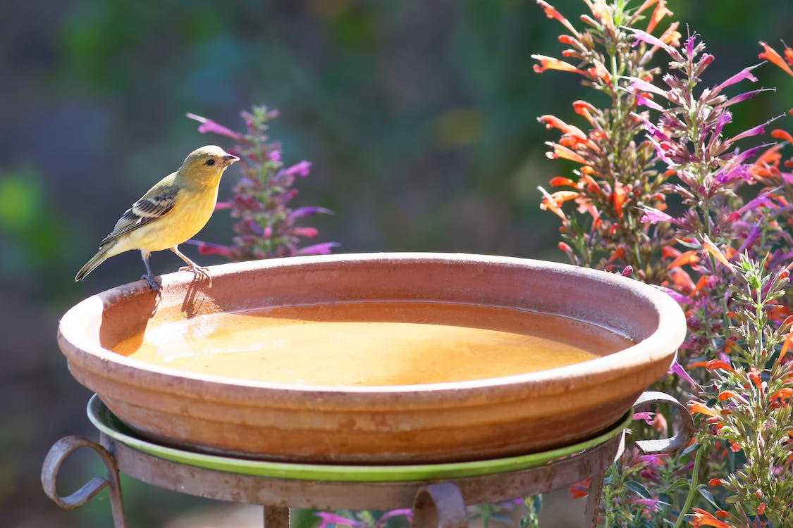 How to choose the right bird bath?