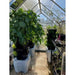3 Tower Smart Farm Garden setup in the green house