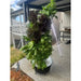 Aeroponic tower garden at the backyard