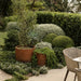 Corten Steel Arcadia Classic Plant Pot in the garden