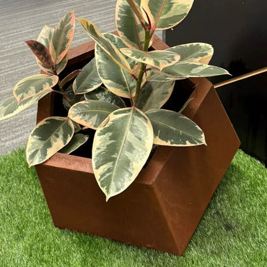 Corten Steel Pentagon Planter Pot and plants
