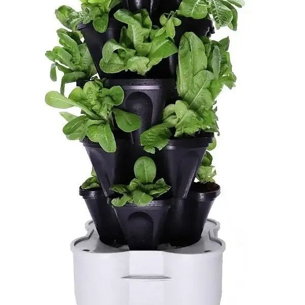 Letus in the pot