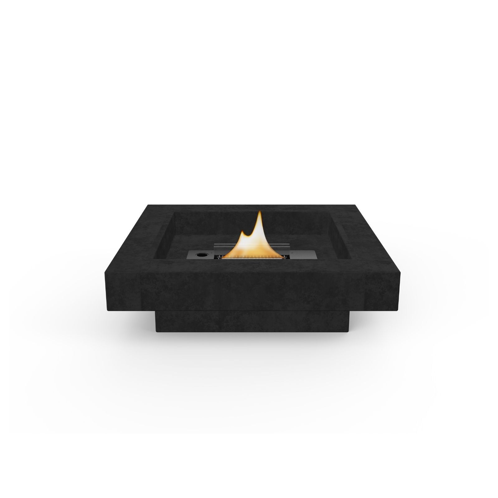 Tenderflame Mossel in the white background