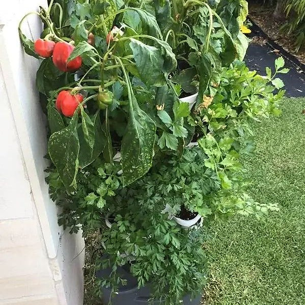capcicum is growing in the Smart Farm Tower Garden