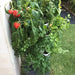 capcicum is growing in the Smart Farm Tower Garden