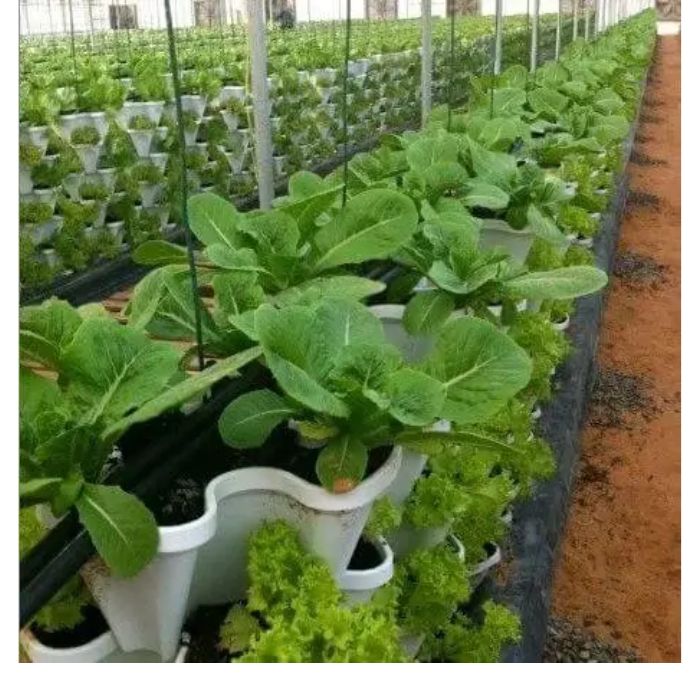 fresh green vegetable withSmart Farming Vertical Tower