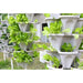 green leaf in the pots