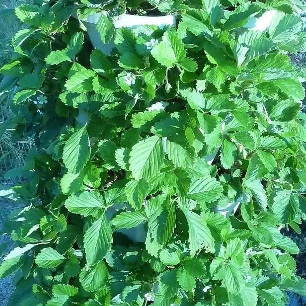 green vegetable