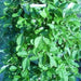 green vegetable