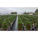 growing strawberry with Smart Farming Vertical Tower