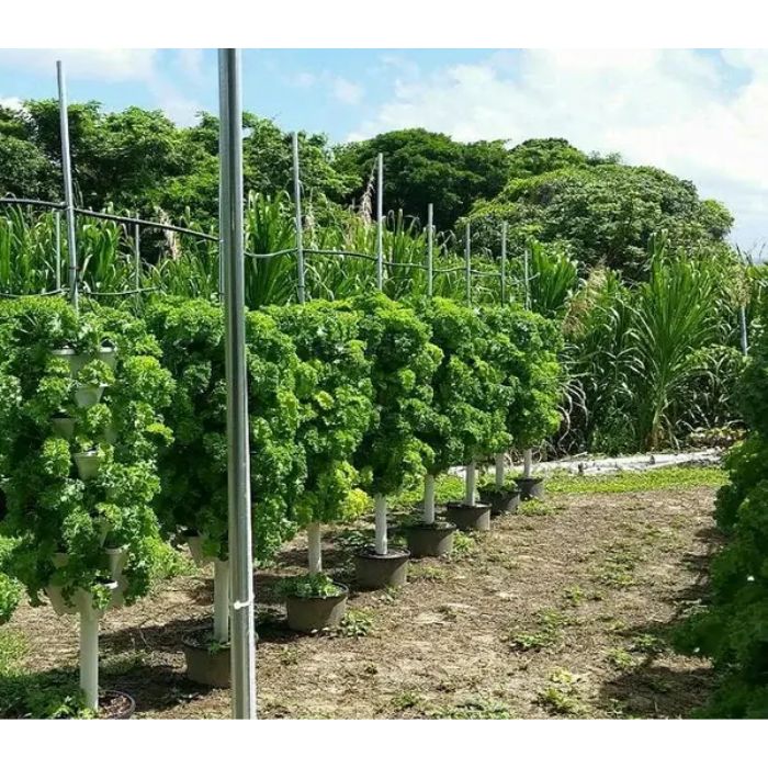 growing vegetables with Smart Farming Vertical Tower