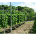 growing vegetables with Smart Farming Vertical Tower