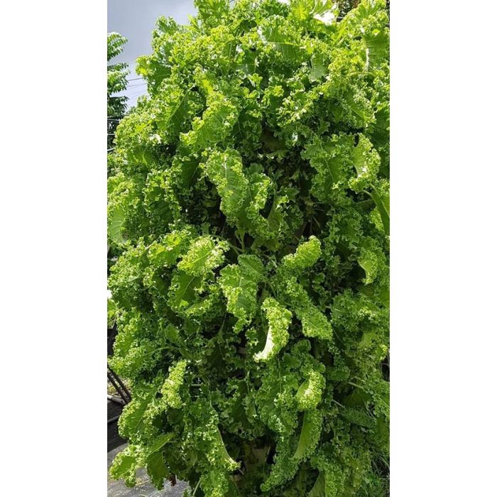 growing vegetable with Air Stacky Aeroponic Tower Garden