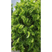 growing vegetable with Air Stacky Aeroponic Tower Garden