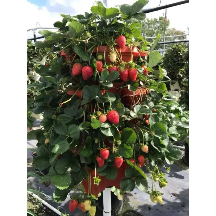grow strawberry with 3 tower diy kit