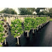 grow vegetable with tower diy kit