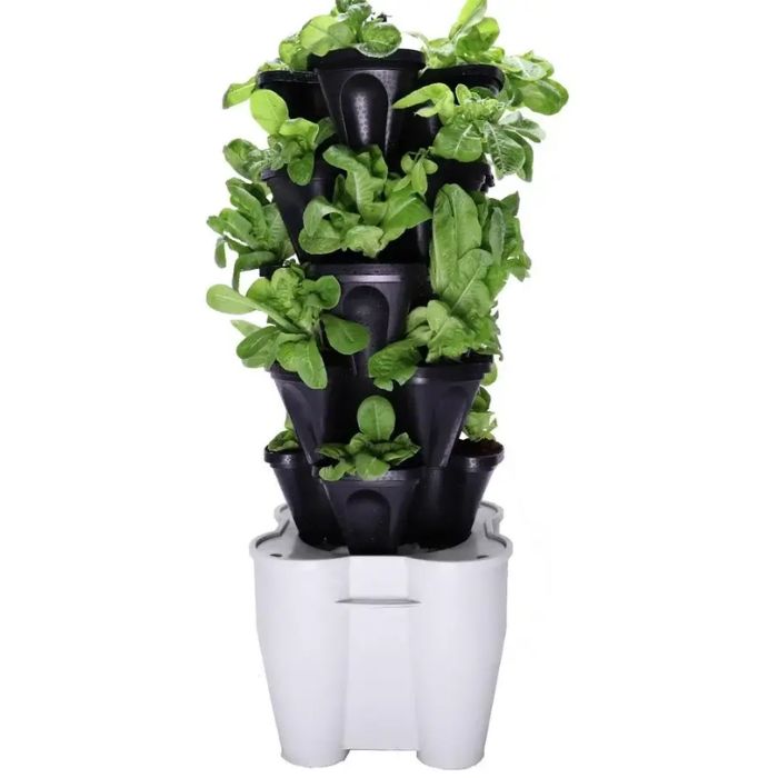 herb in the pot