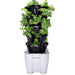 herb in the pot