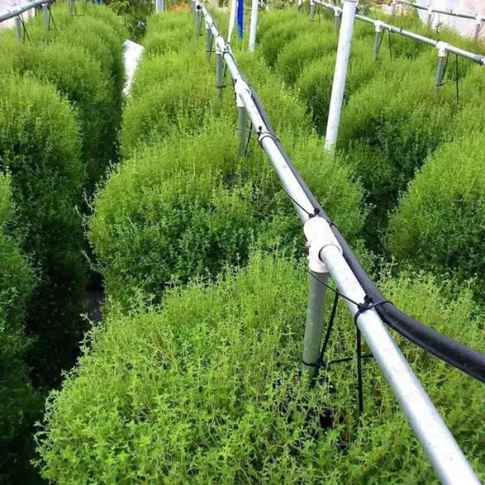 hydroponic farming