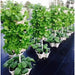 multiple smart tower kit with green vegetables