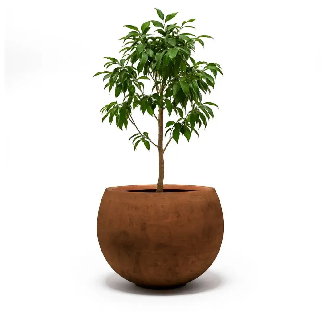 plant and Corten Steel Botanic Bulbs Tree Planter