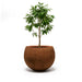 plant and Corten Steel Botanic Bulbs Tree Planter