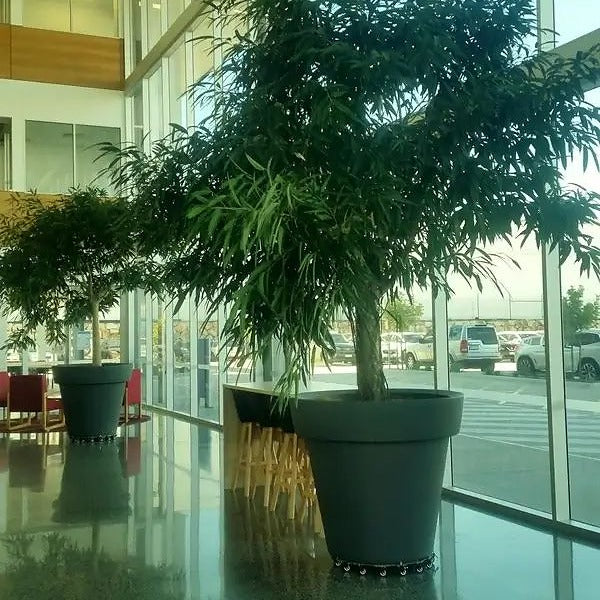 planter on the trolley