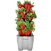 plant in the pot