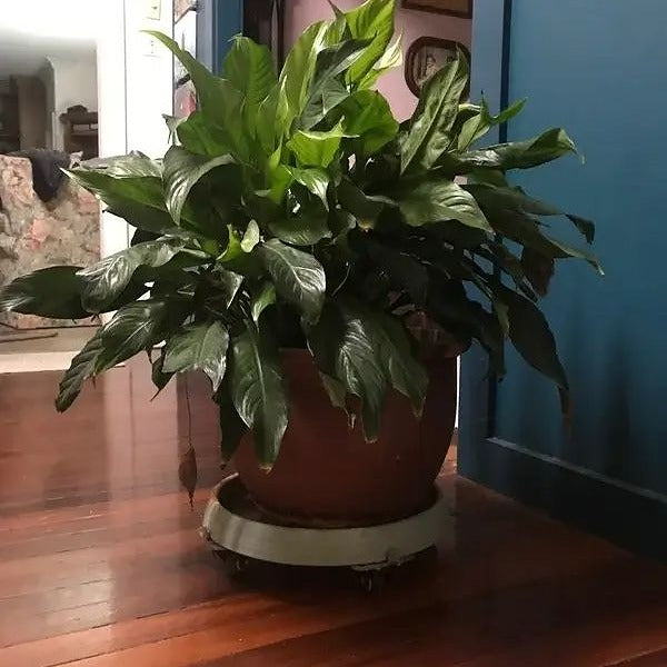 plant pot on the trolley
