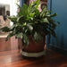 plant pot on the trolley