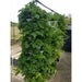 tall green plant in the 3 tower smart farm