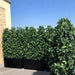 tall tree with Corten Steel Sentinel Garden Planter Pot Range
